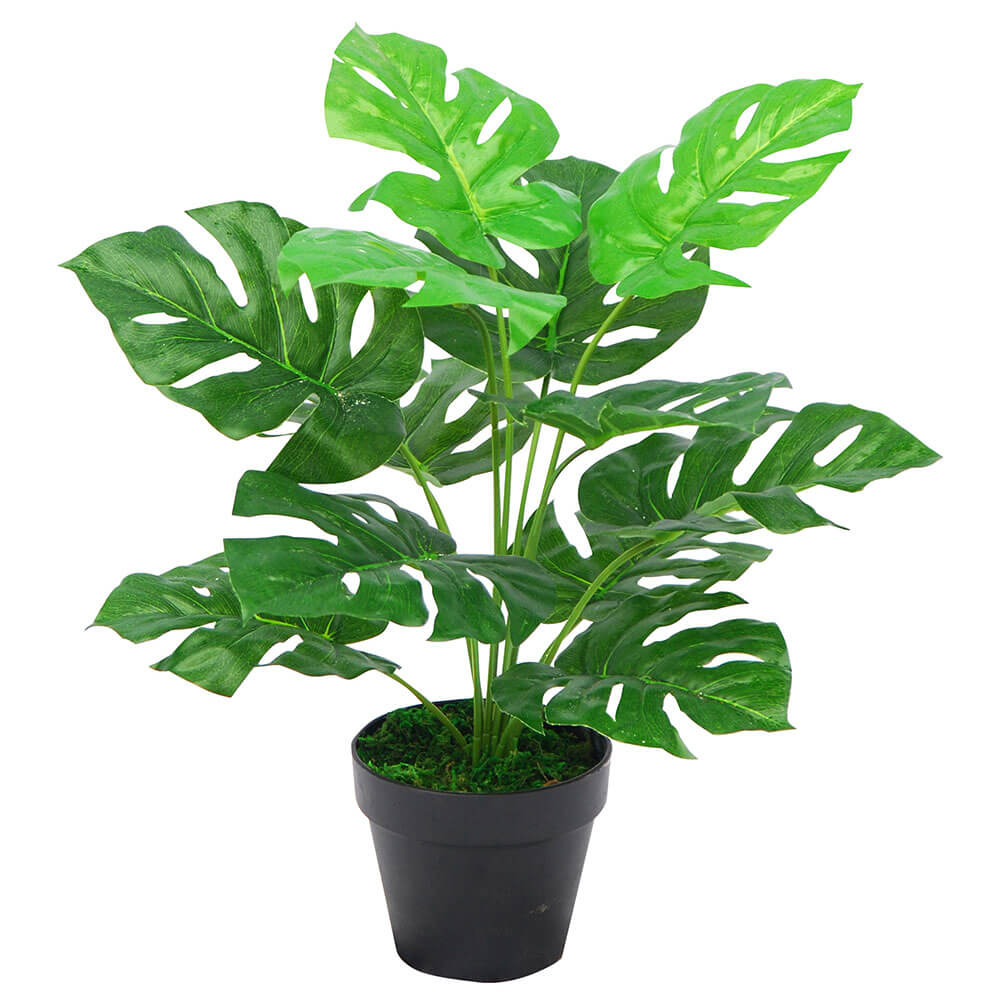 Plant Monstera en pot en plastique