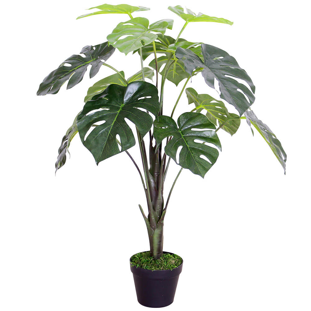 Monstera plante i plastpotte