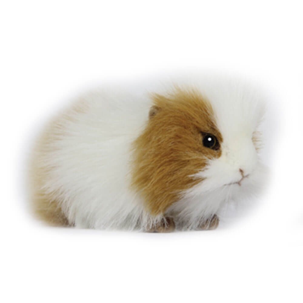 Hansa -cavia