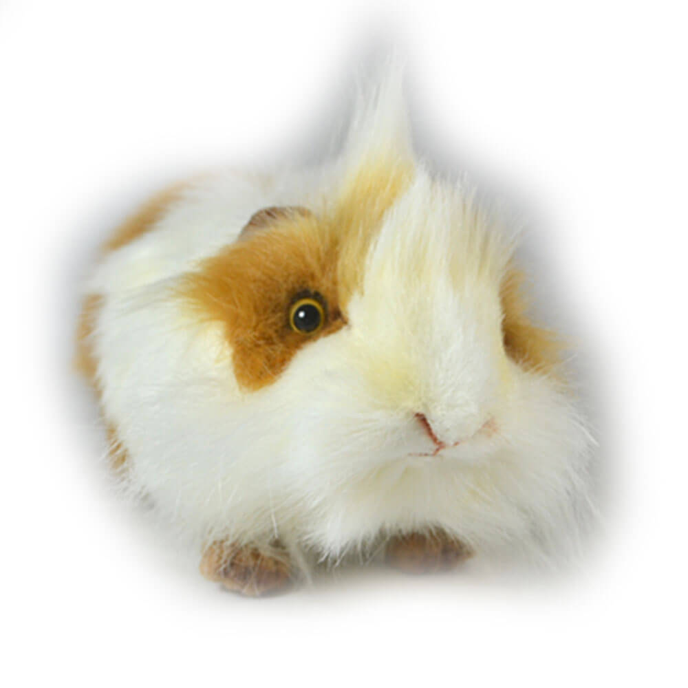 Hansa -cavia